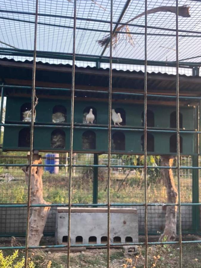 Ataalaya Farmhouse Batangas Eksteriør bilde