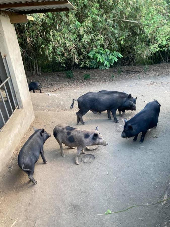 Ataalaya Farmhouse Batangas Eksteriør bilde