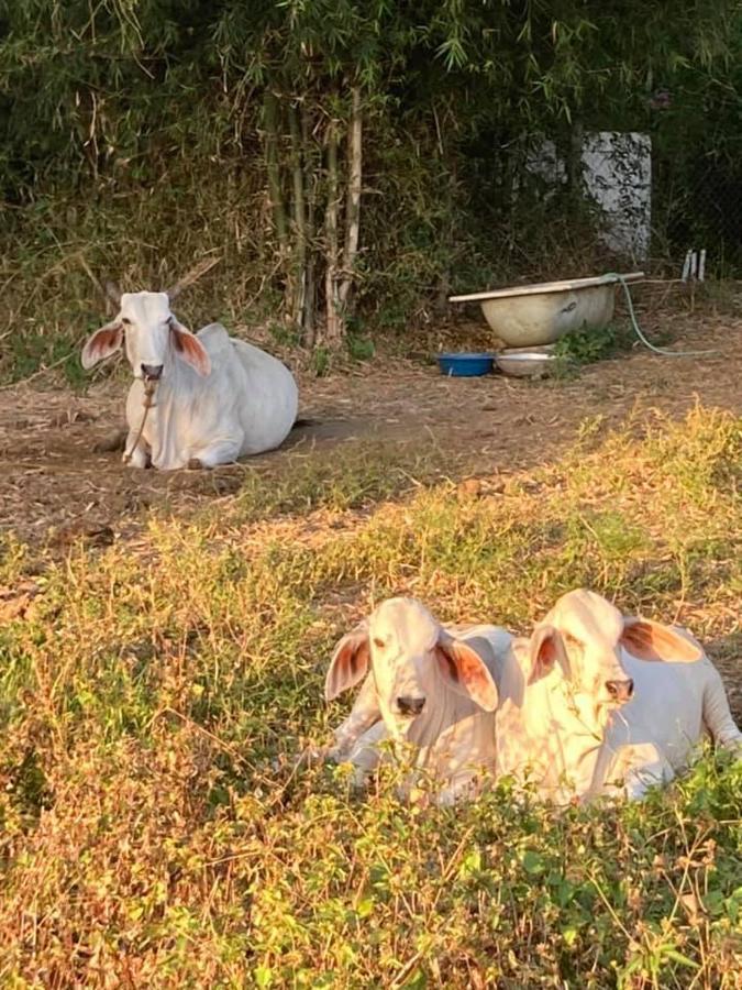 Ataalaya Farmhouse Batangas Eksteriør bilde