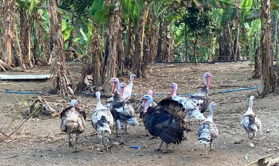Ataalaya Farmhouse Batangas Eksteriør bilde