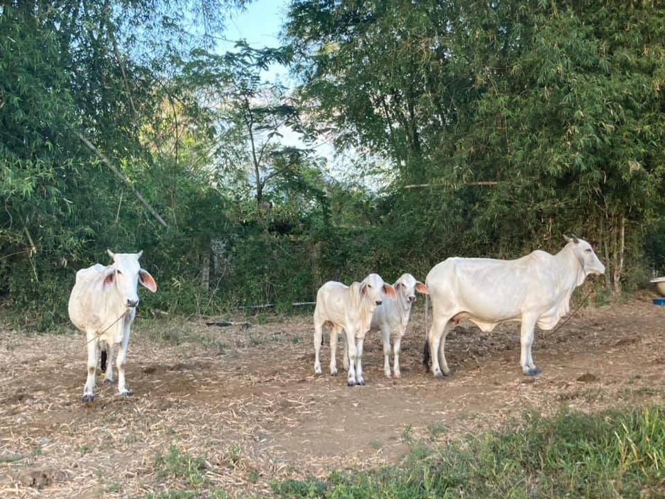 Ataalaya Farmhouse Batangas Eksteriør bilde