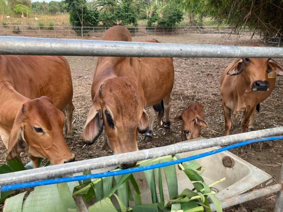 Ataalaya Farmhouse Villa Batangas Eksteriør bilde